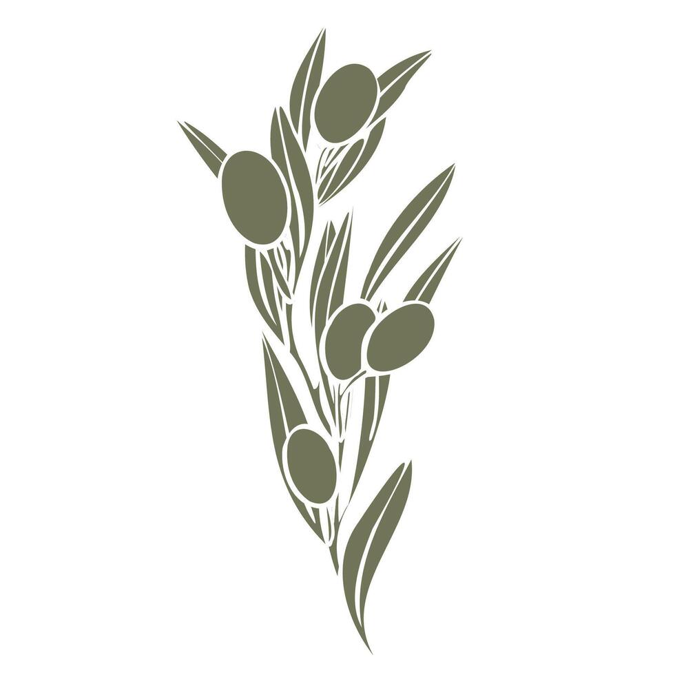 Hand drawn olive branch illustration with linear silhouette with fruits and leaves in olive green color. Minimalistic composition. elegant botanical elements for logo, packaging, textiles, menu vector