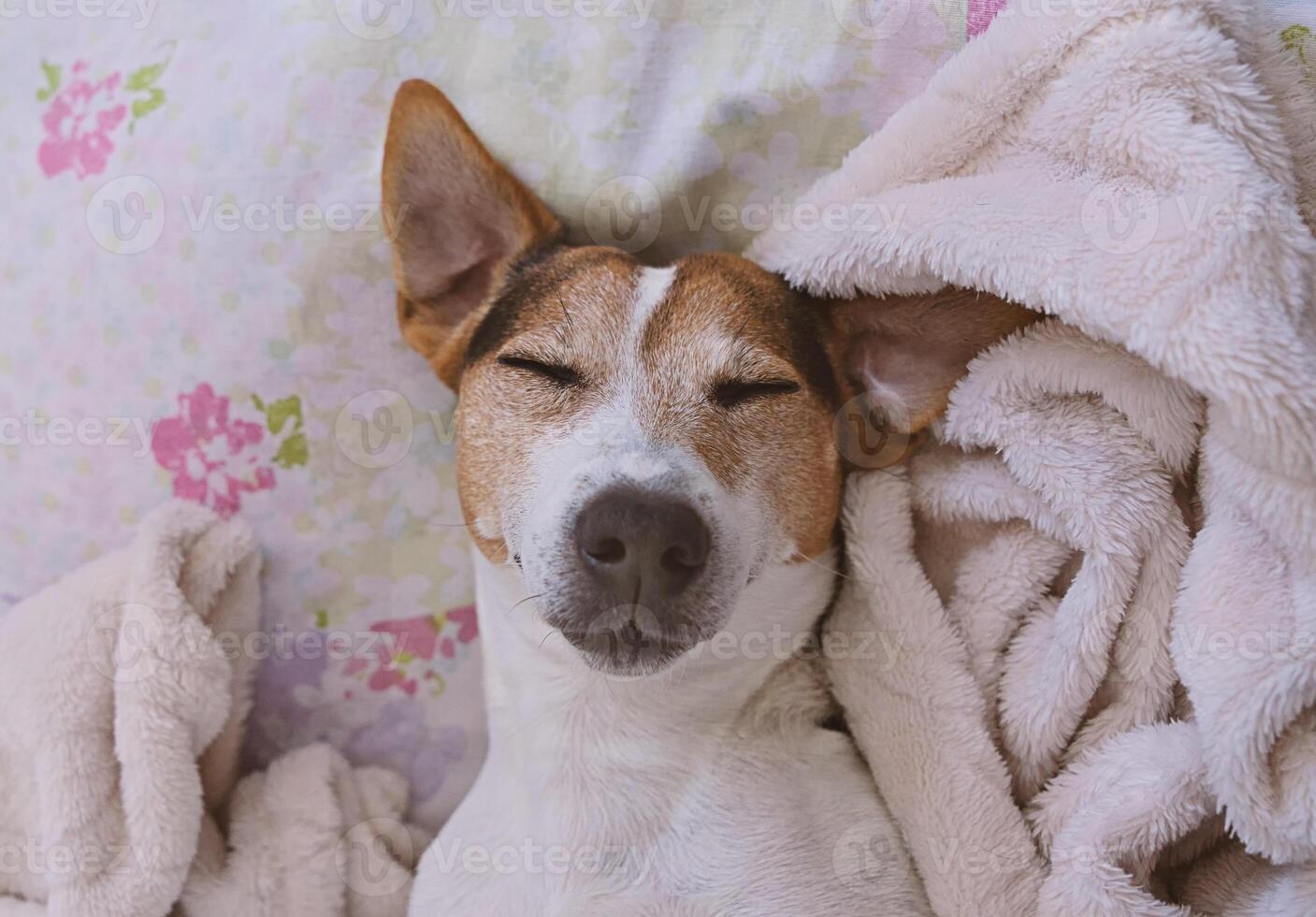Sleepy jack russell terrier in blanket photo