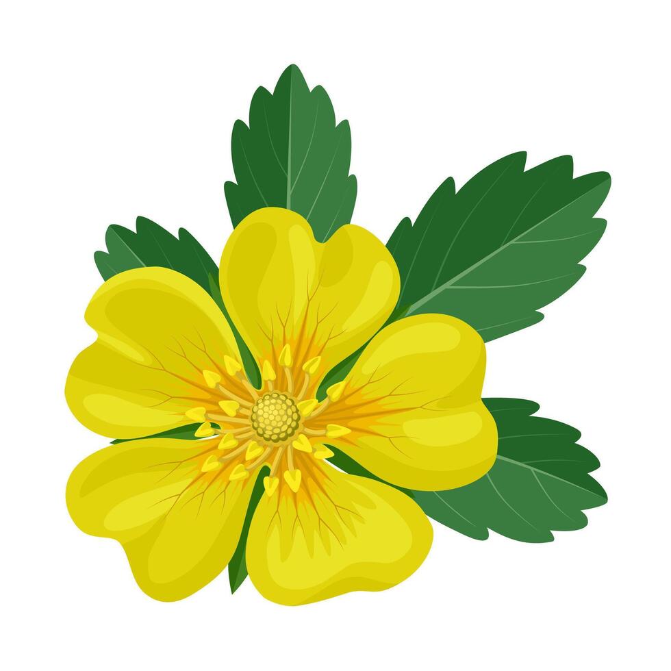 Illustration of Potentilla aurea, commonly known as Golden Cinquefoil, isolated on white background. vector