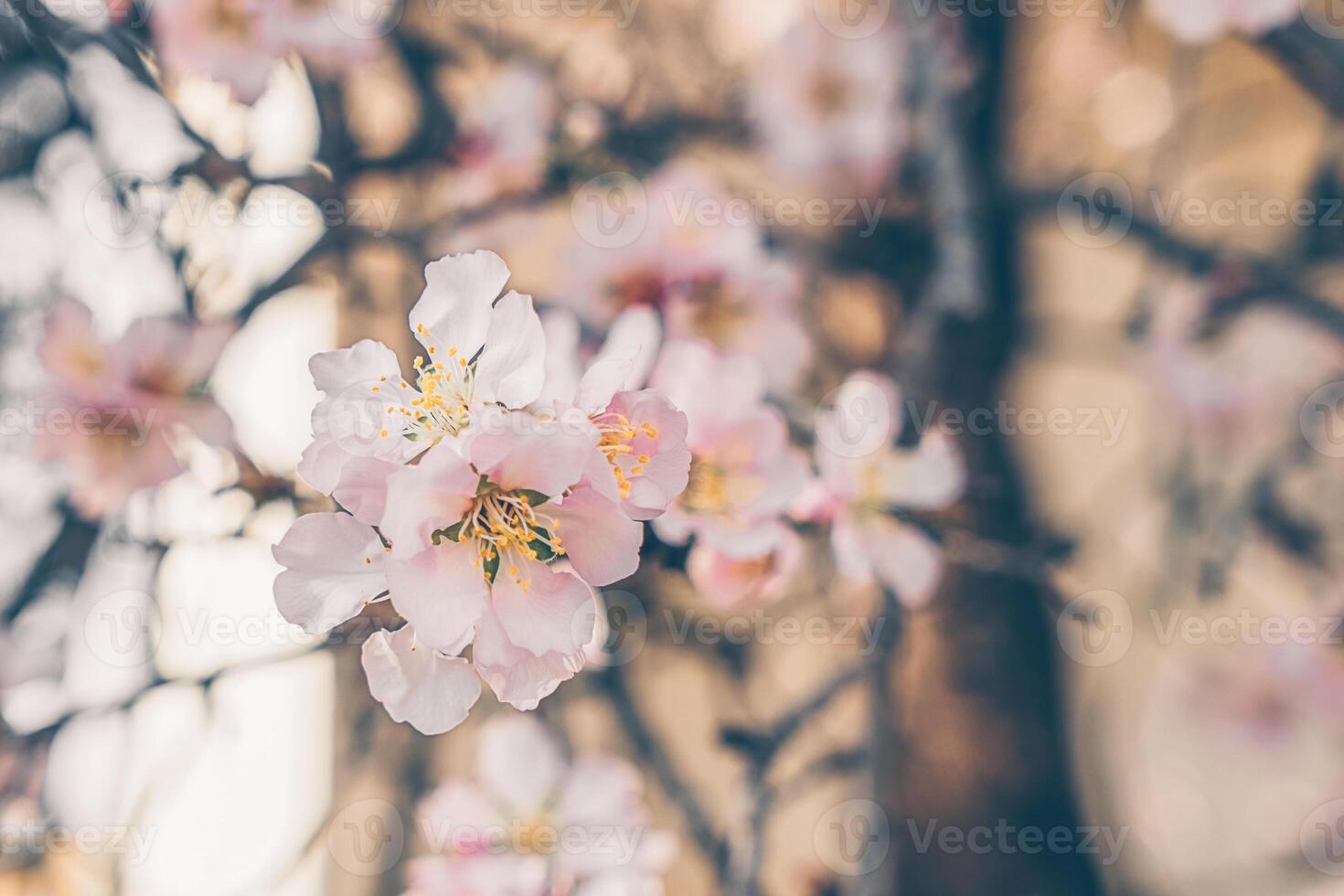 Beautiful flowering almond tree branch with new bud, soft focus photo