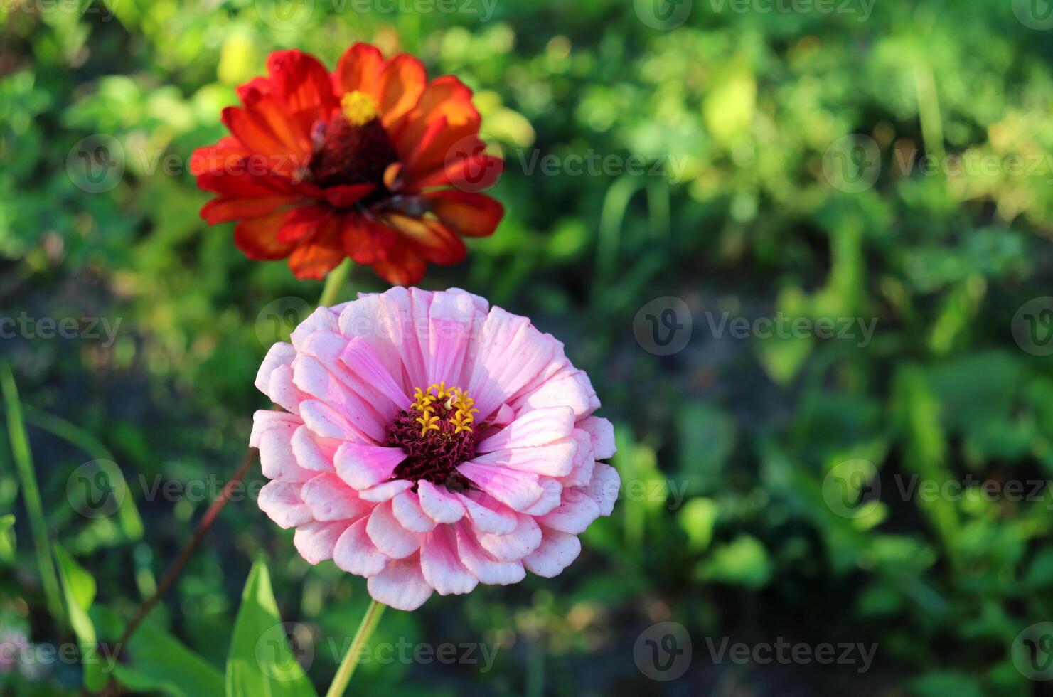 Pink zinnia and fading red zinnia on a flowerbed in autumn sunlight photo