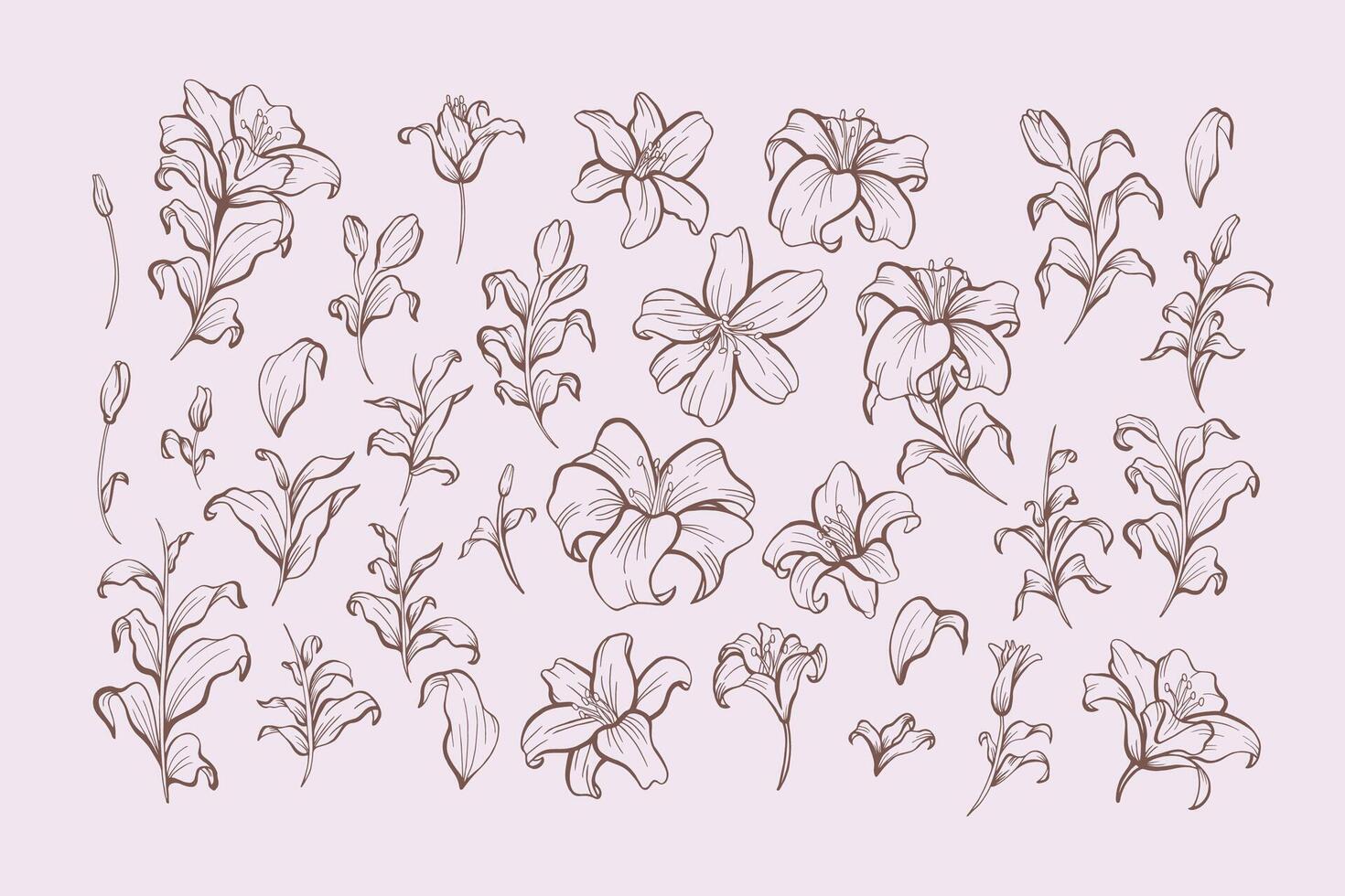 Set of Lily Line Art Elements vector