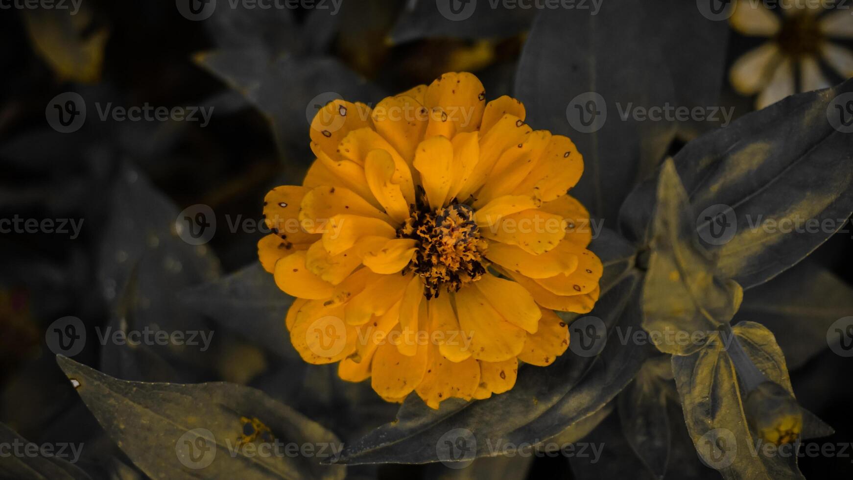 Vibrant Yellow Flower in Garden photo