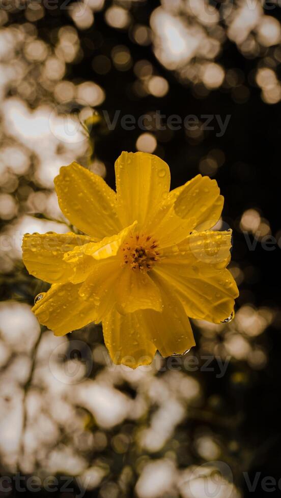 Yellow Flower with Water Droplets Close-Up photo