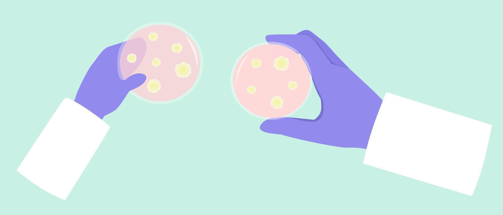 scientist wear glove and holding petri dish bacterial colony or fungi colony vector