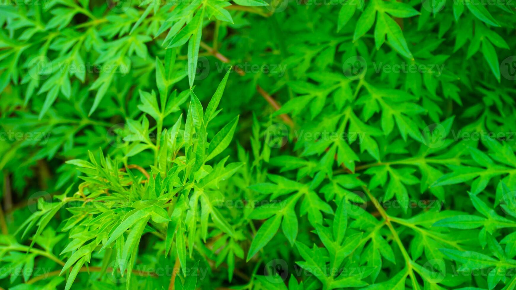 New Fresh Green Foliage of Parsley Plants in Full Summer Growth photo