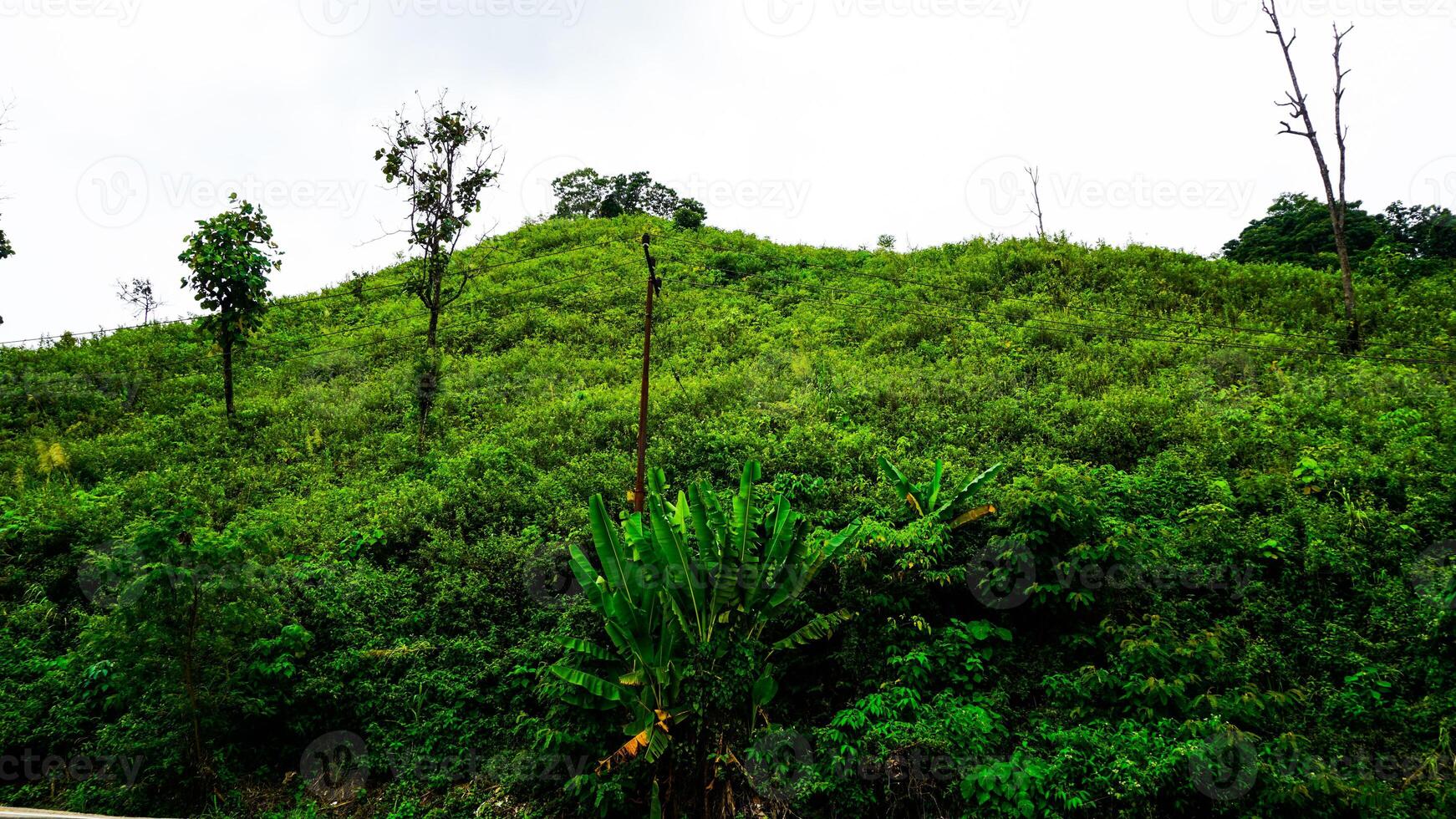 Lush Green Hill With Scattered Trees and Bright Vegetation photo