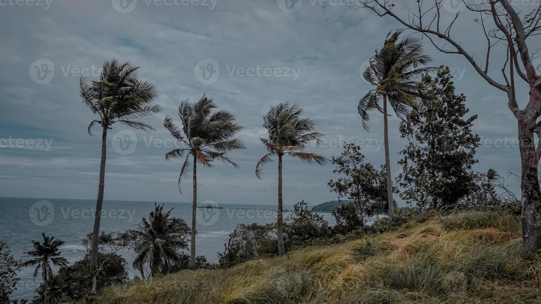 Coastal View with Palm Trees and Cloudy Sky photo