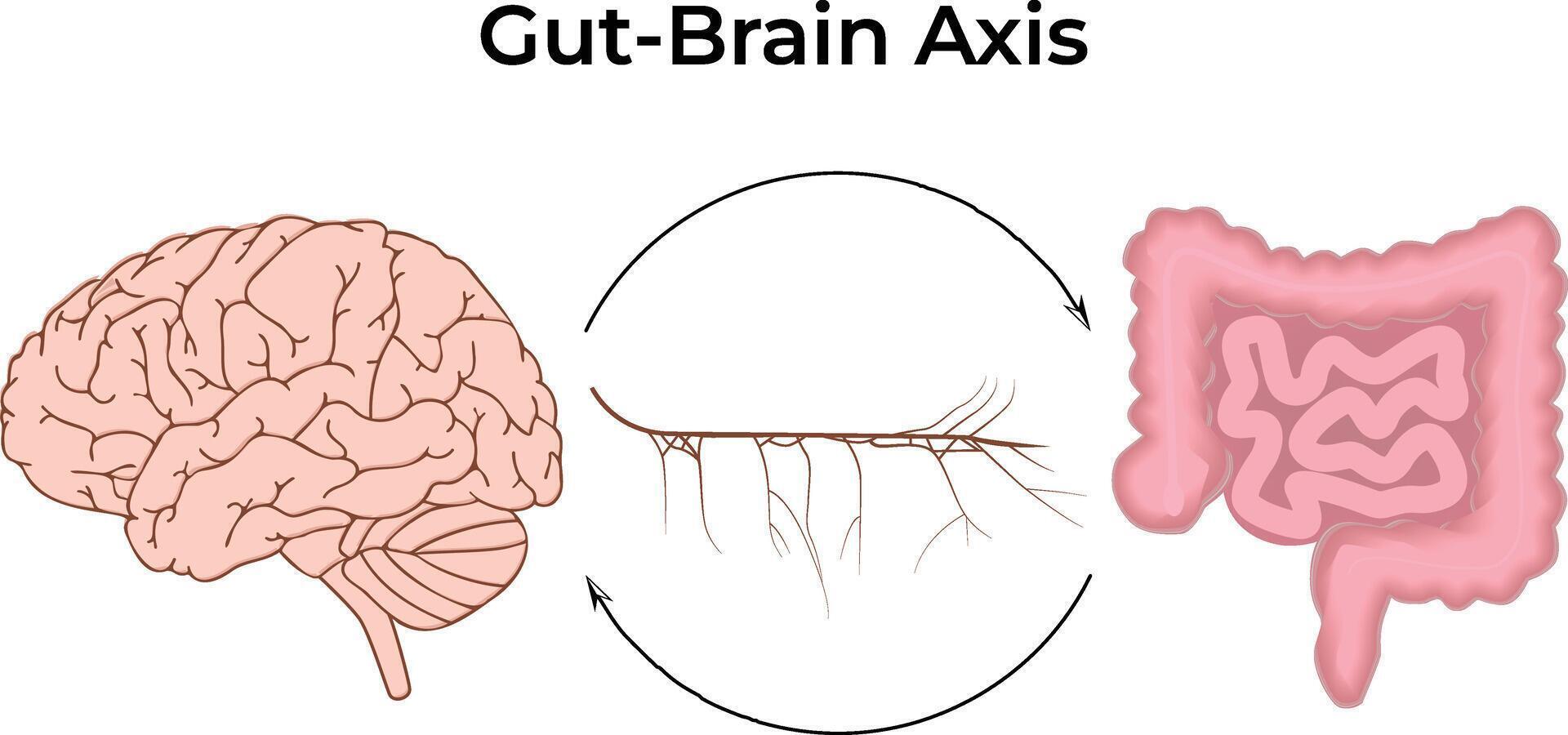 Gut-Brain Axis Science Design Illustration Diagram vector