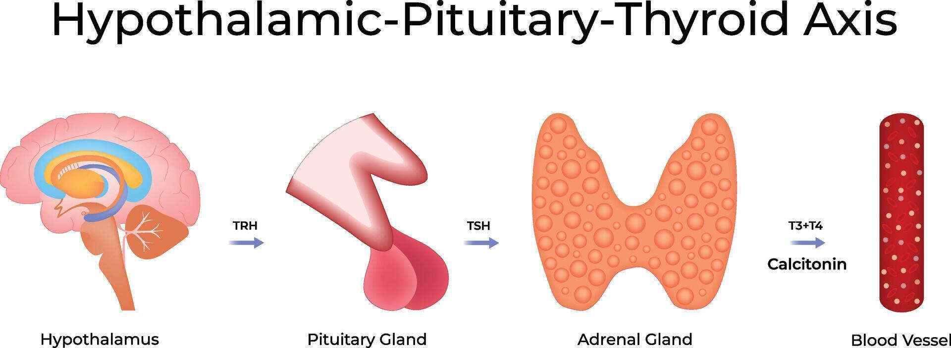 Hypothalamic Pituitary Thyroid Axis Science Design Illustration Diagram vector