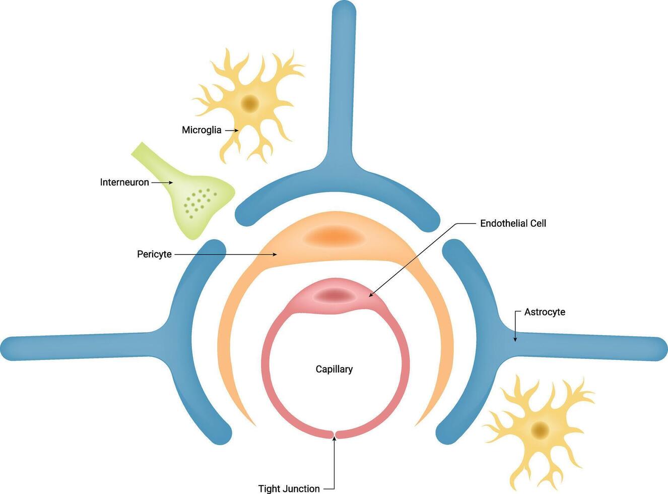 Interneuron Astrocyte Pericyte Endothelial Cell Science Design Illustration Diagram vector