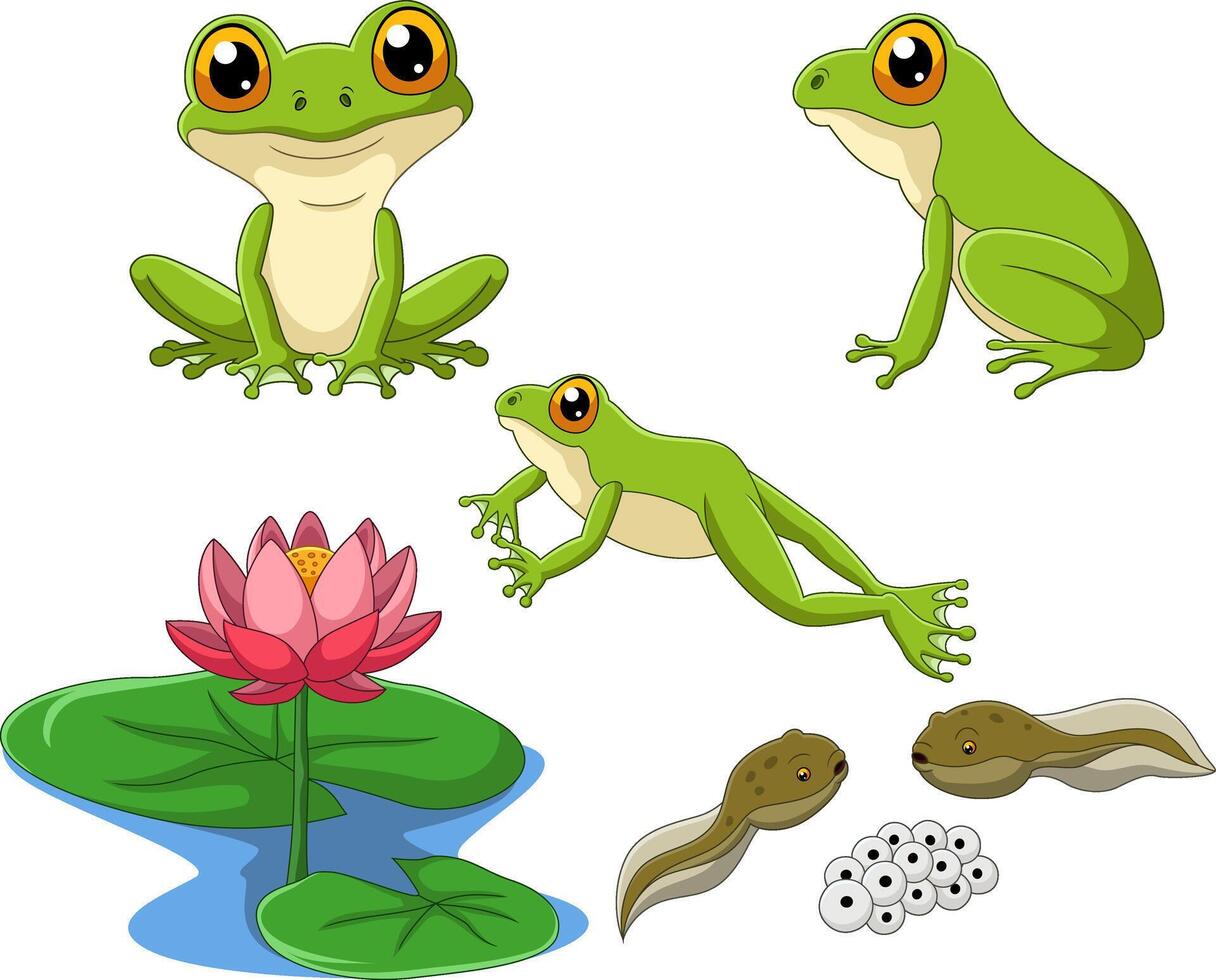 Cartoon collection of frog life vector