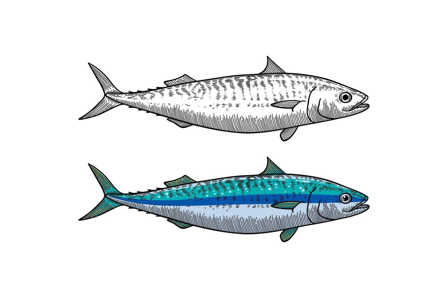 mackerel fish illustration in engraving style vector