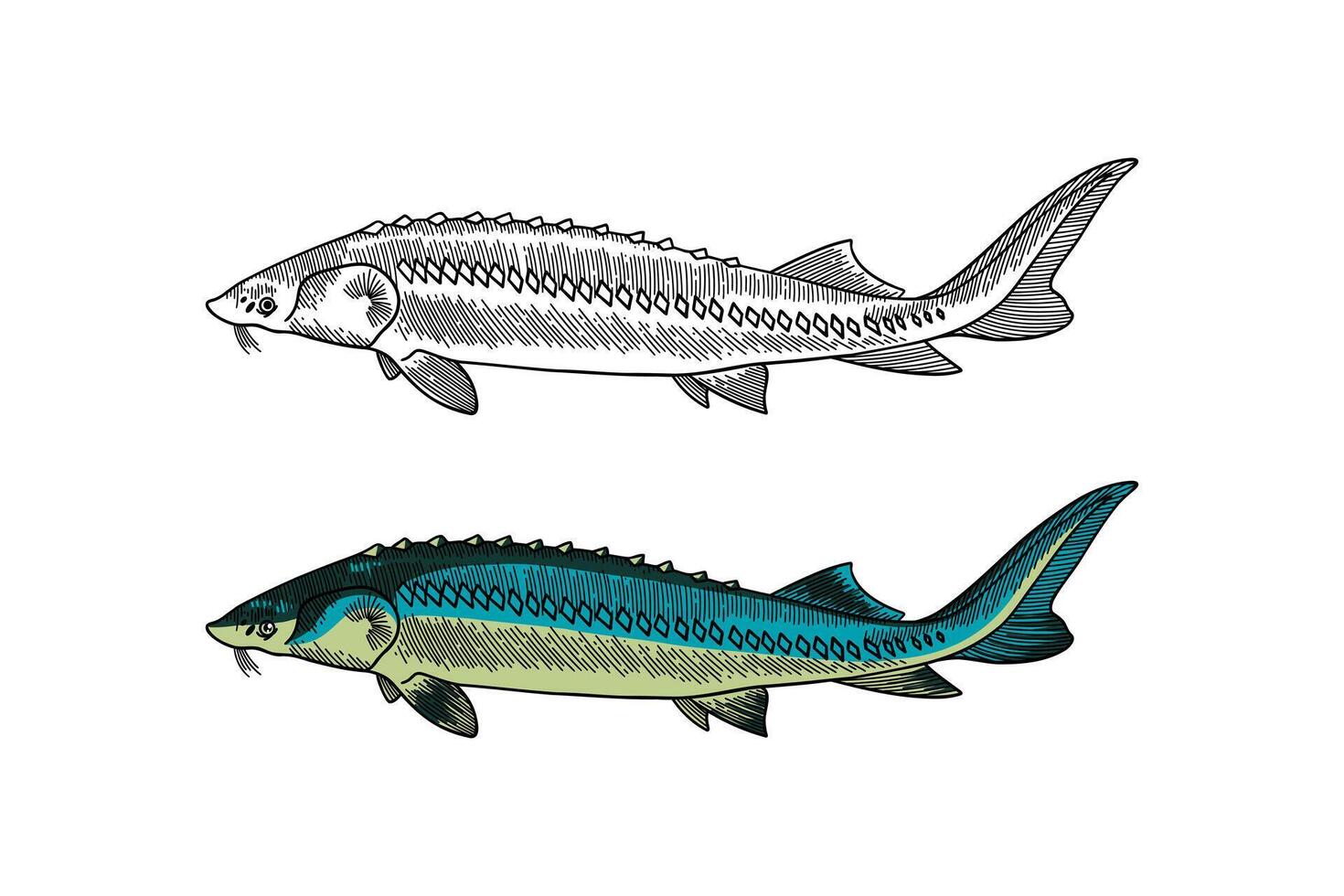 Sturgeon fish colored illustration in engraving style vector