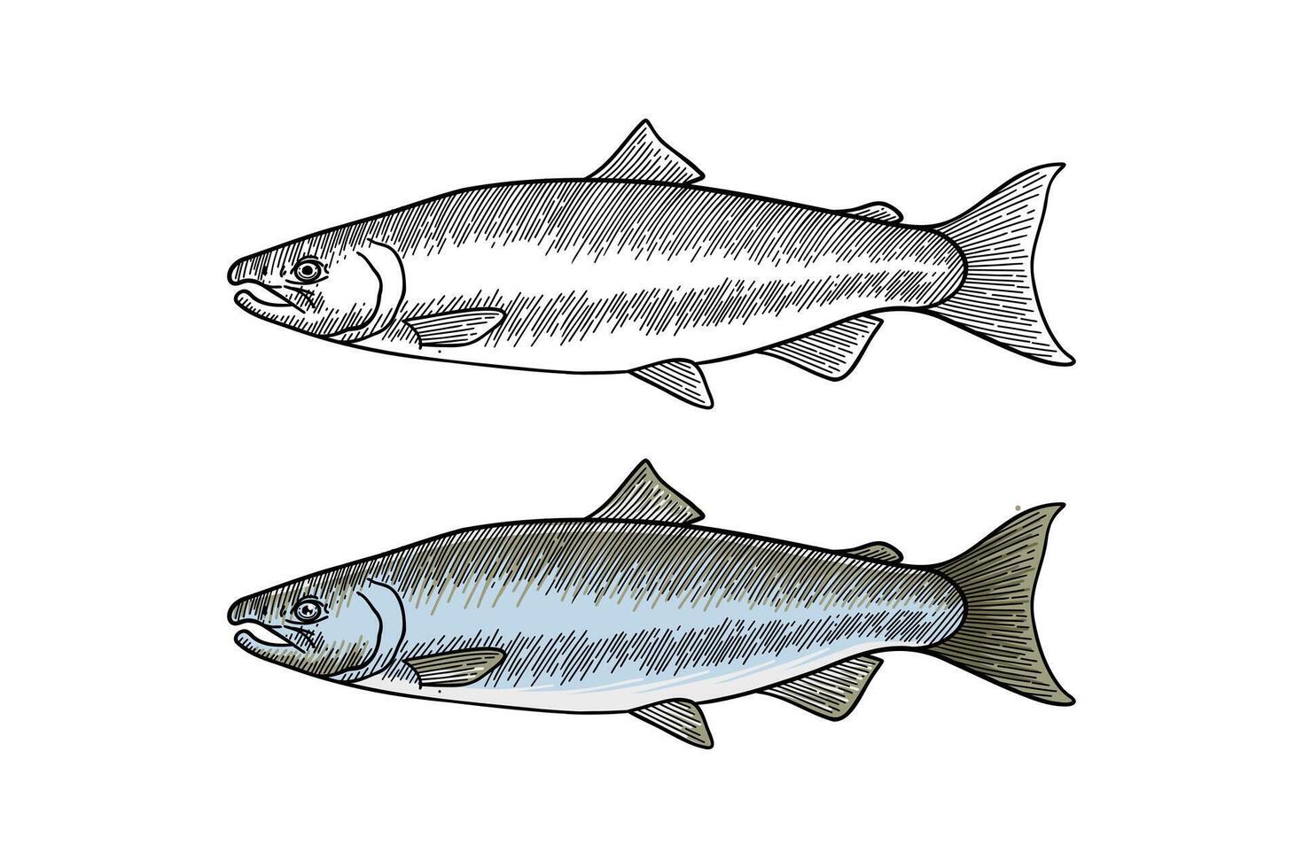 colored illustration of salmon fish in engraving style vector