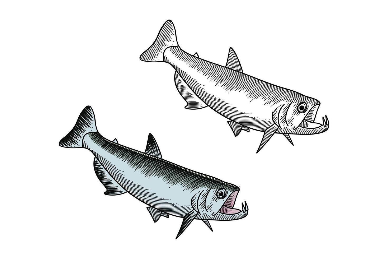 payara fish illustration in engraving style vector