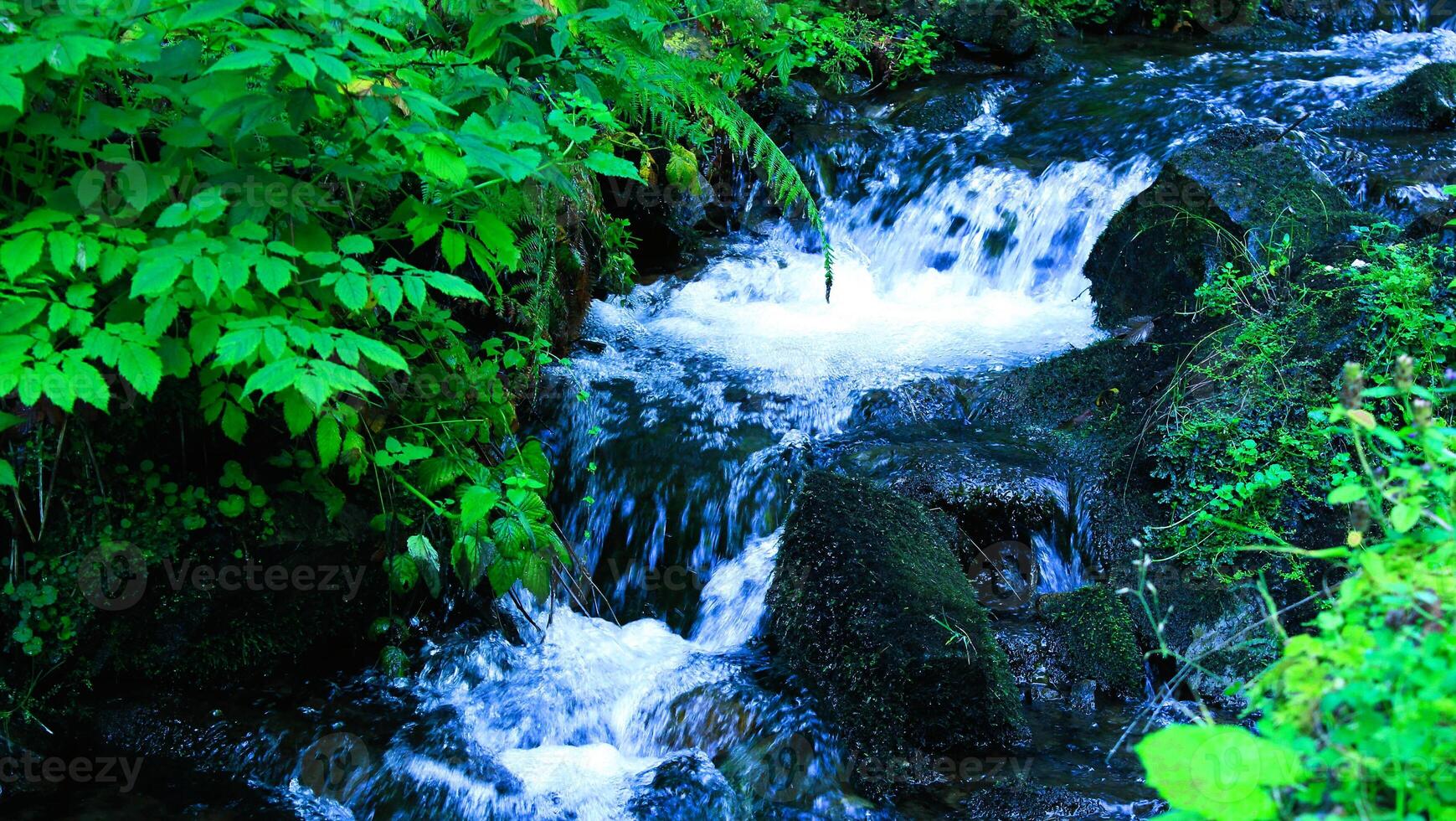 The bed of a small stream with riffles between mossy stones in a deep forest photo
