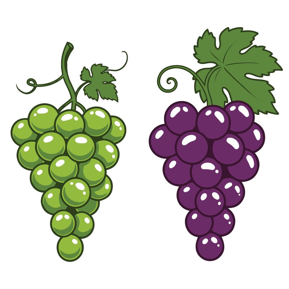 Whimsical Grapes Set Collection of Green and Purple Grapes for Fresh Designs vector