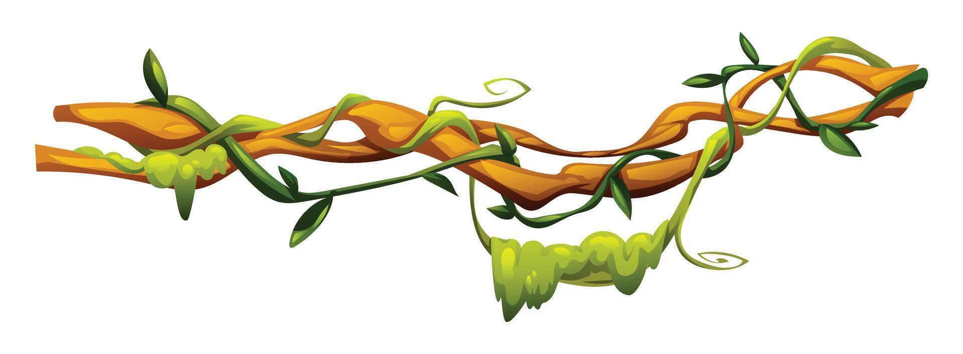 Tropical vine plants with curled tendrils on liana branches. Cartoon illustration vector