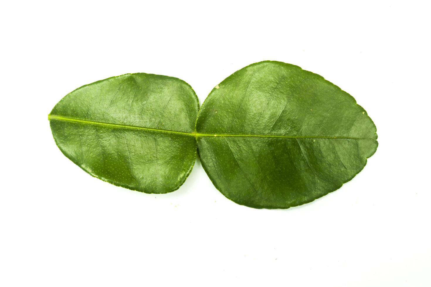 A kaffir lime leaf isolated on a white background photo