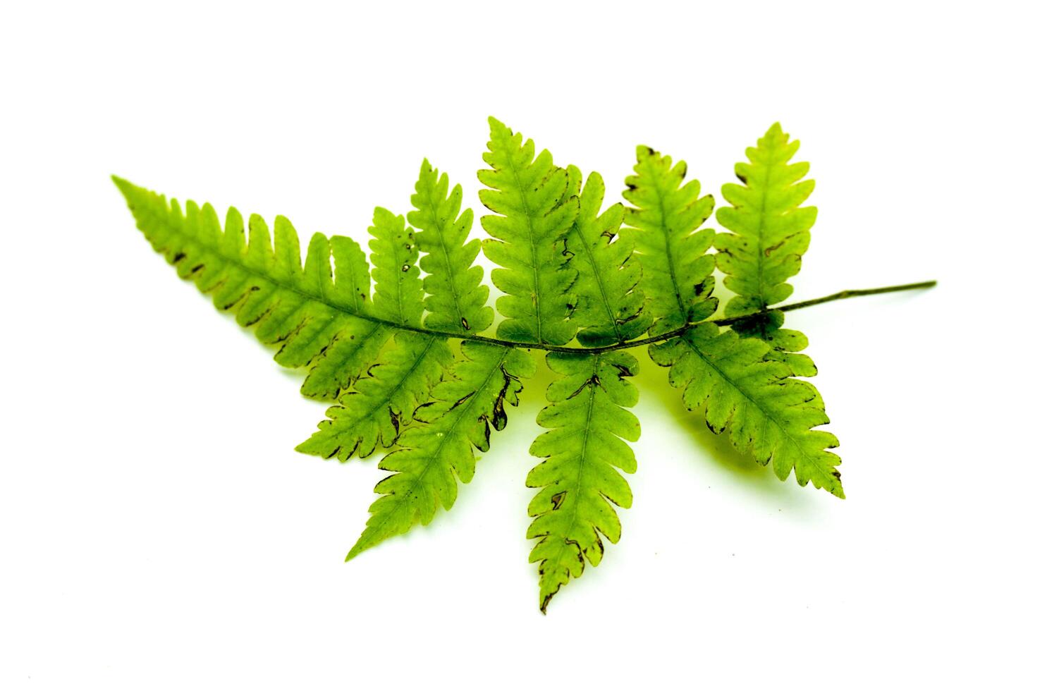 A sprig of small fern leaf isolated on a white background photo