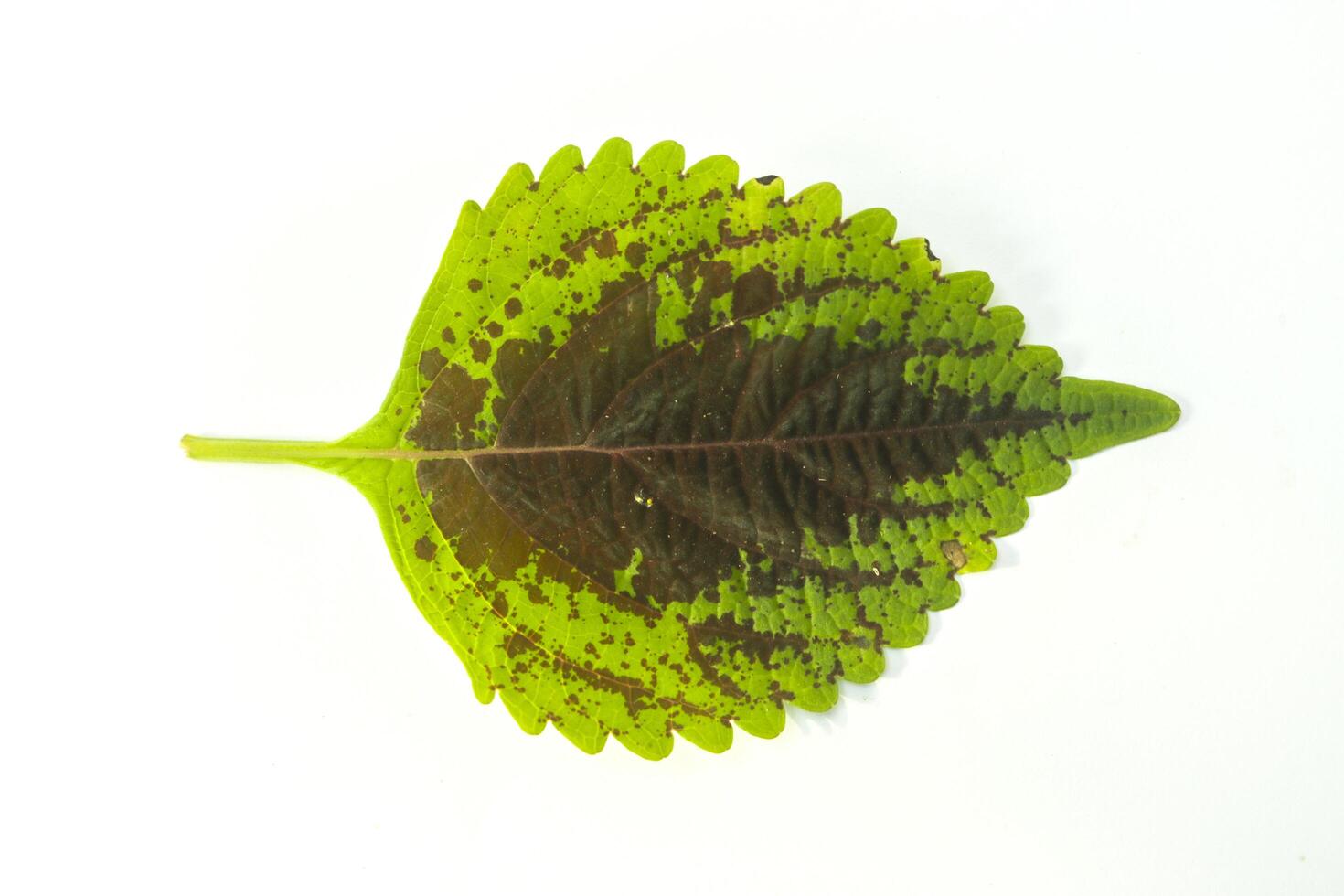 A green miana leaf with brown pattern isolated on white background flat photo from above