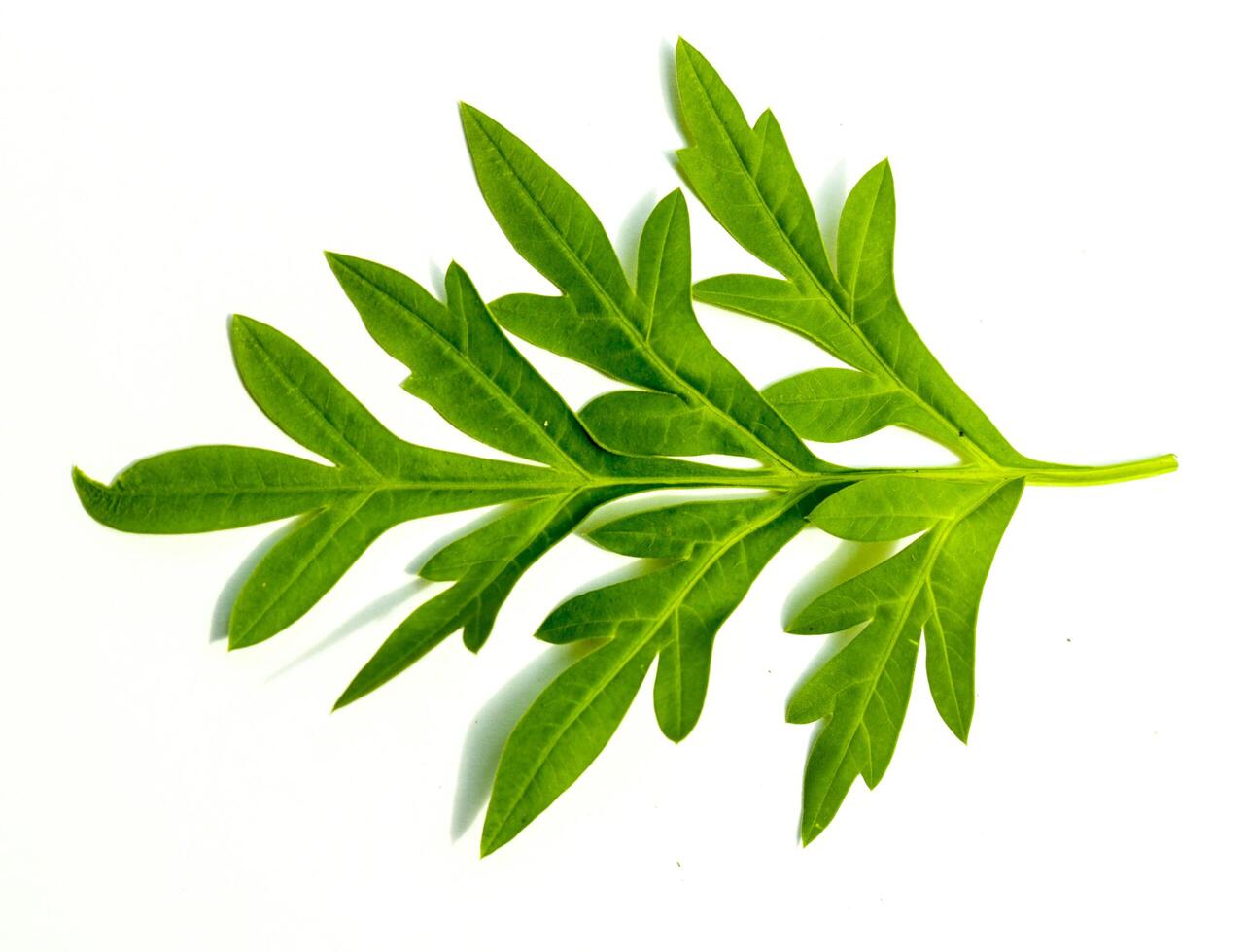 A leaf of kenikir or cosmos flower leaf isolated on white background photographed flat from above photo