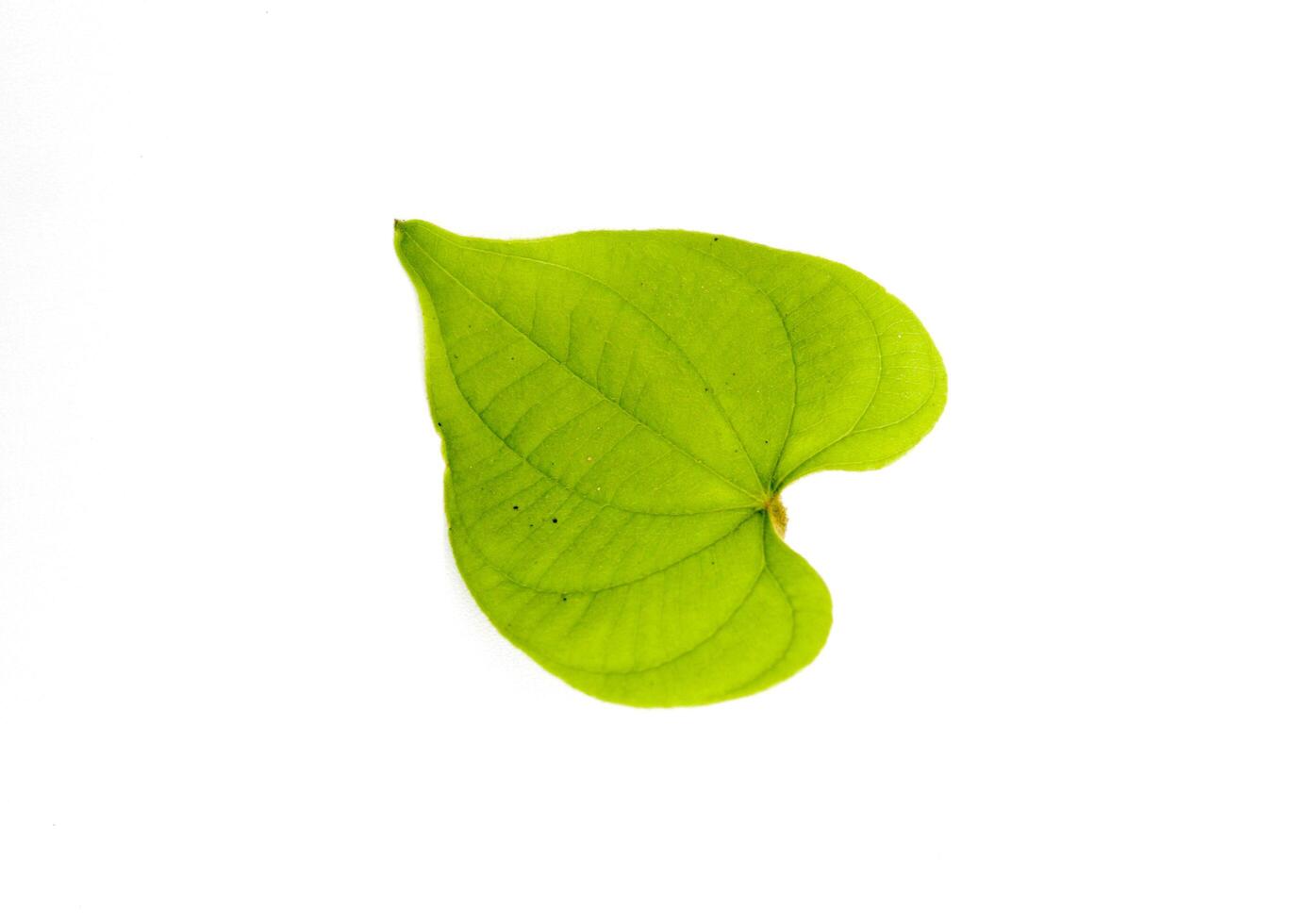 Single leaf Dioscorea or Ubi Bara is a plant that produces tubers that are very useful for food and industry isolated on white background photo