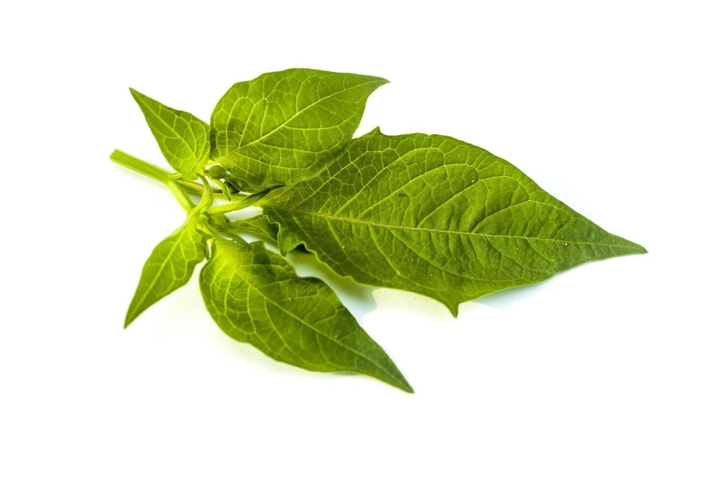 sprig of ciplukan or Physalis angulata fruit leaves and flowers isolated on a white background. photo