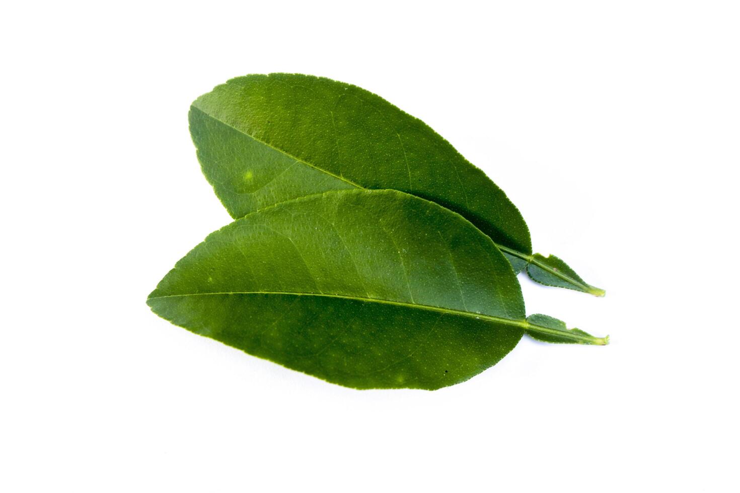 Two orange leaves isolated on white background flat photo from above