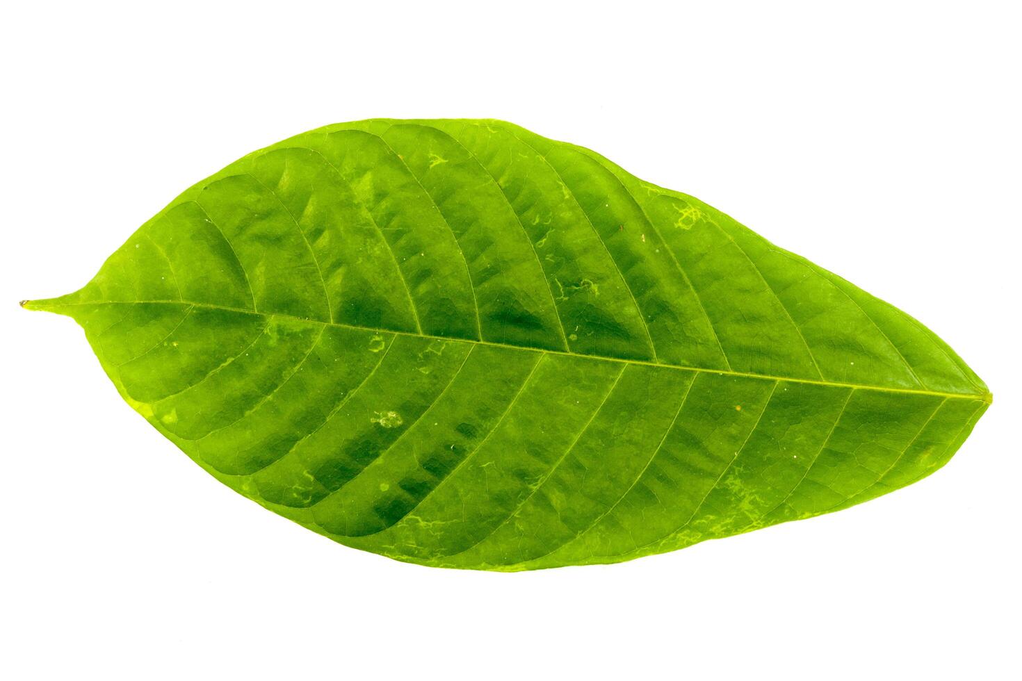 A leaf of cocoa or chocolate isolated on a white background photo