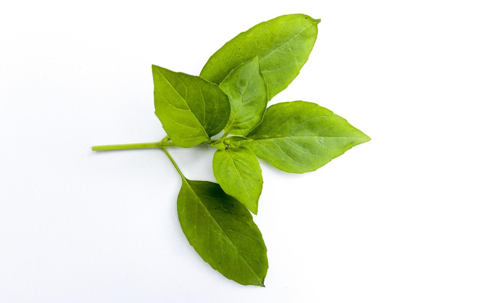 A sprig of basil leaf isolated on a white background photo