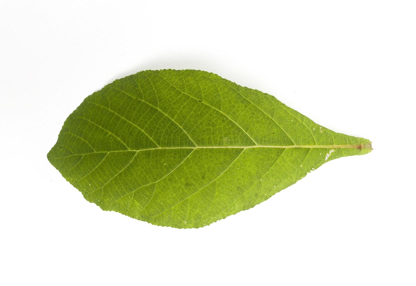 A young teak leaf shoot isolated on a white background photo
