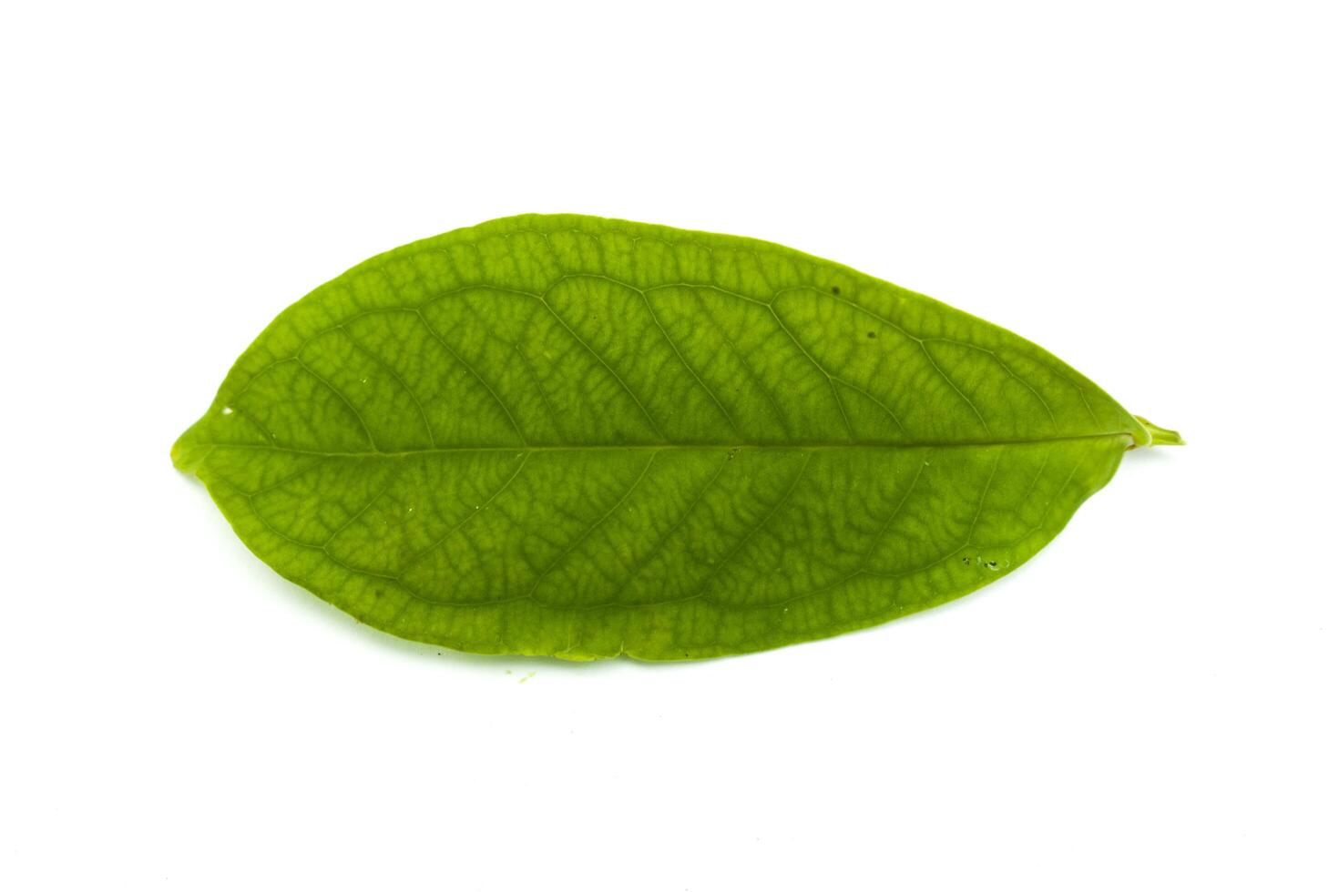 A leaf of water guava isolated on a white background photo