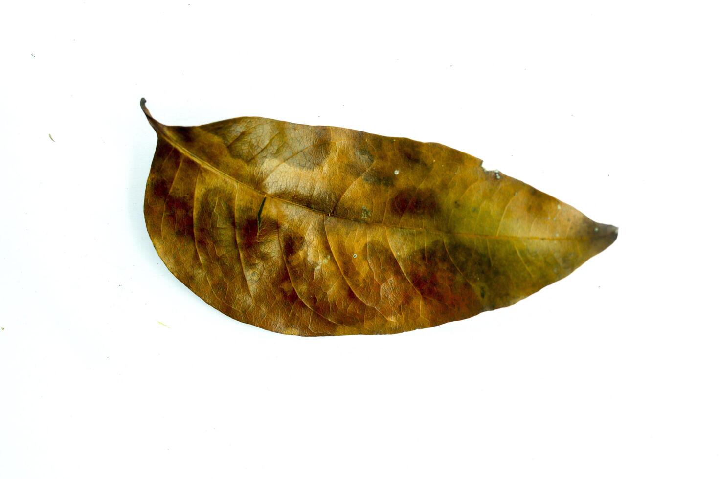 A dry mahogany leaf in brown autumn isolated on white background in flat photo from above