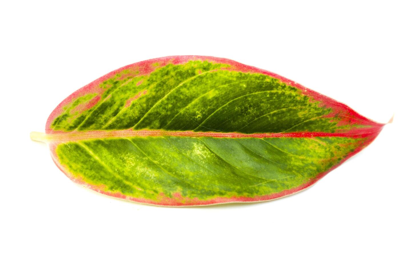 A leaf of aglonema red lips isolated on white background flat photo from above
