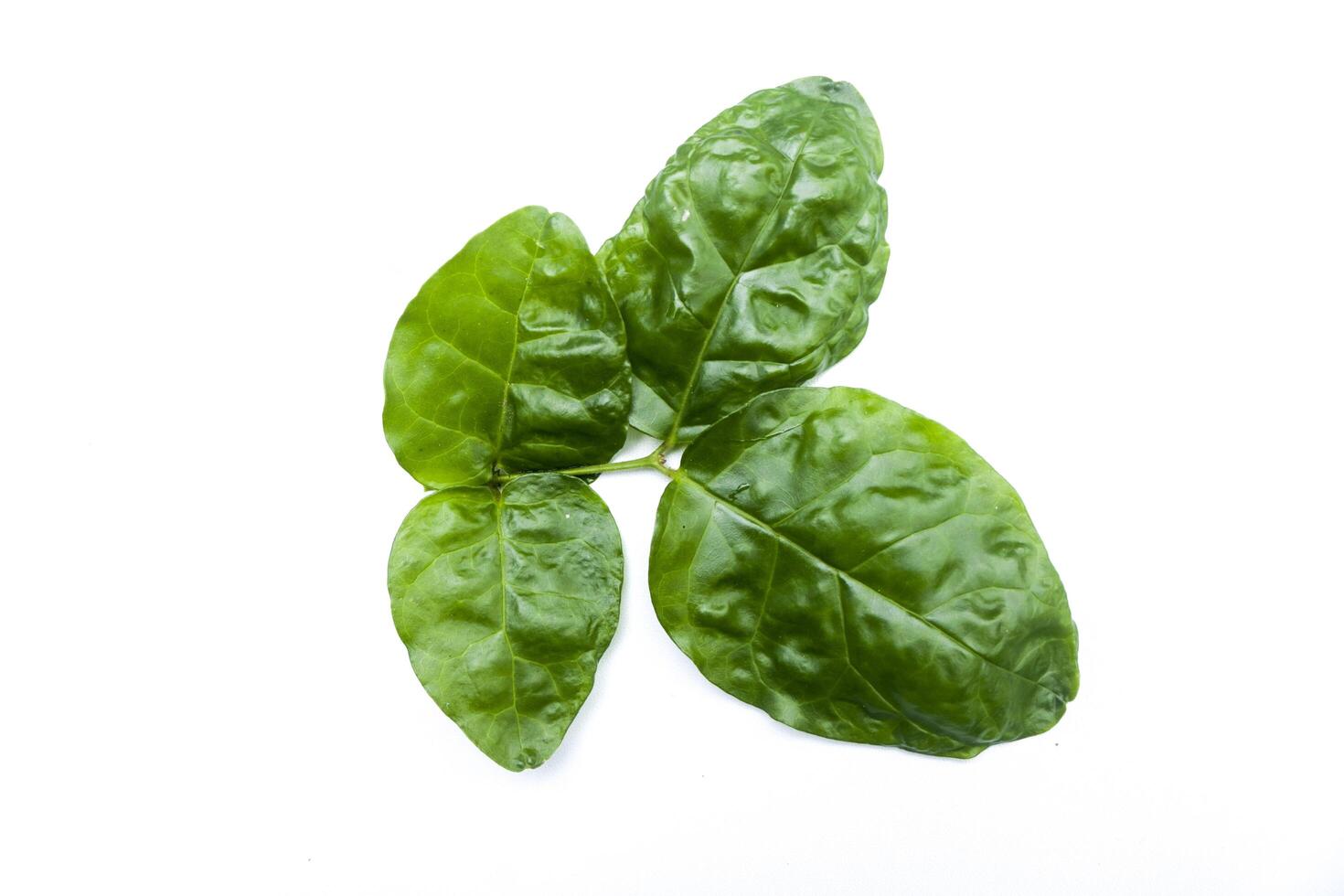 A sprig of old jasmine leaf isolated on white background photo