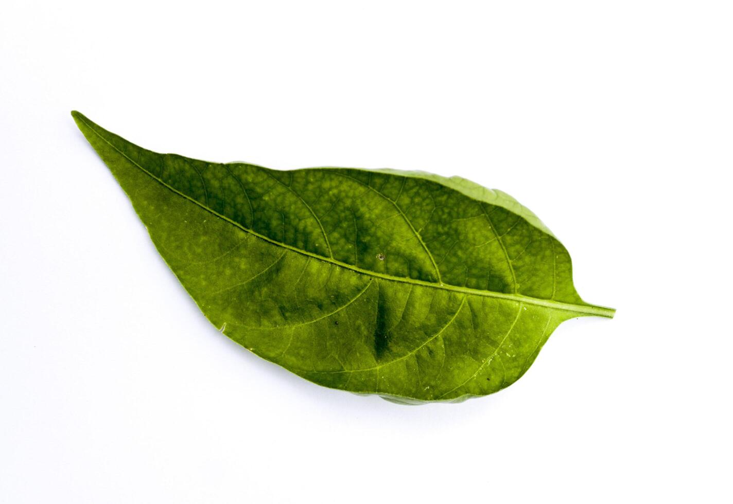 An old chili leaf isolated on a white background, flat object photo from above