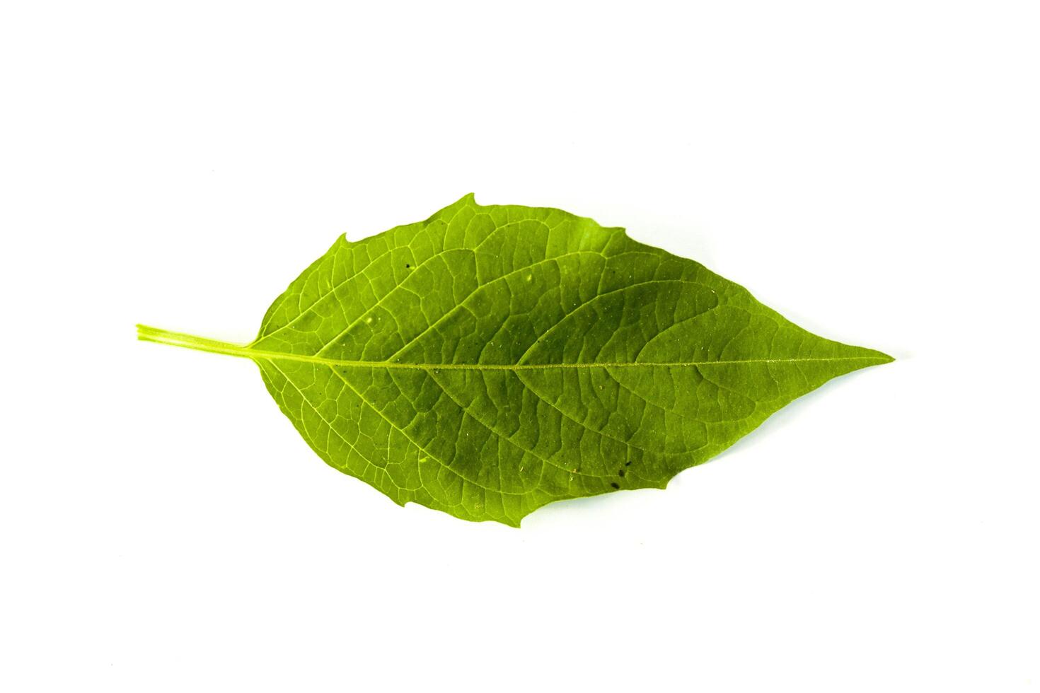 A leaf of ciplukan or Physalis angulata isolated on a white background photo