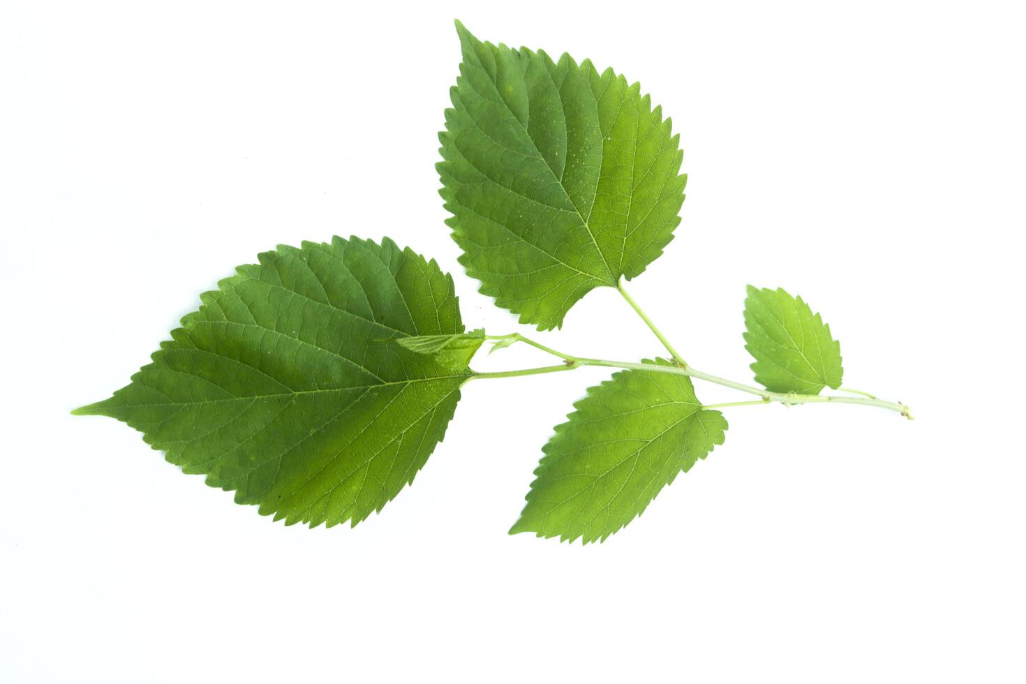 A sprig of mulberry leaf isolated on white background in flat photo from above