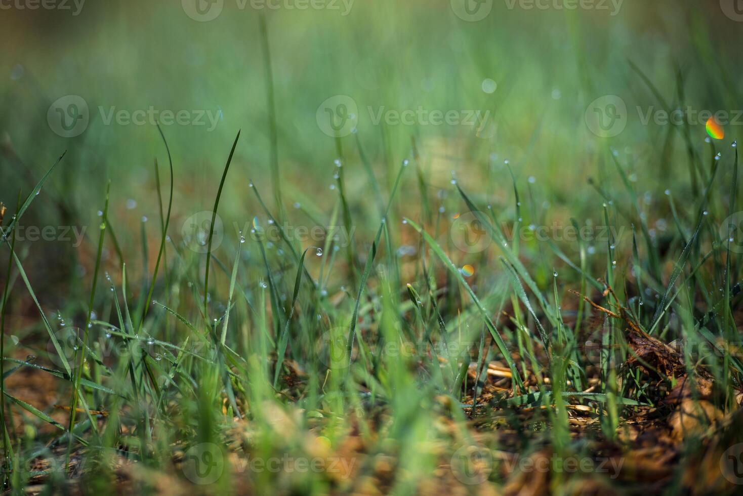Close up of dew covered grass blades in the morning sun photo