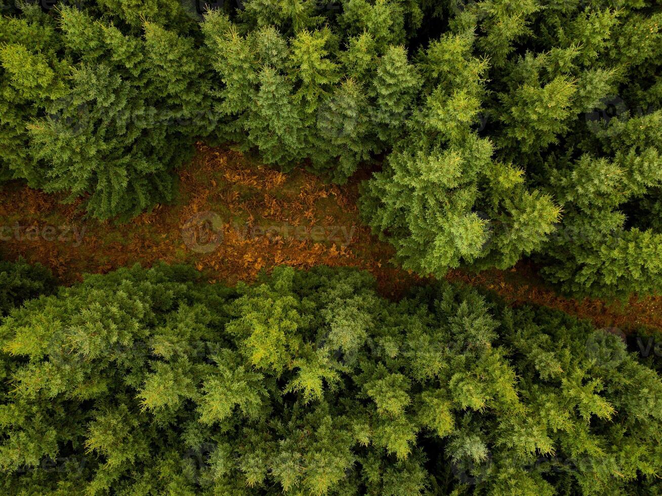 Aerial view of a forest path winding through lush green trees photo