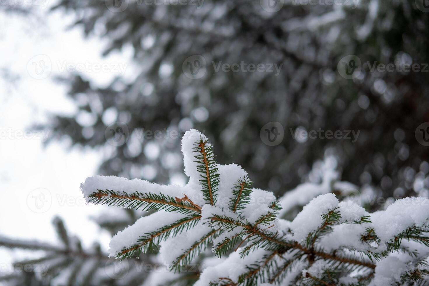 Snow covered pine branch in winter forest Serene winter scene photo