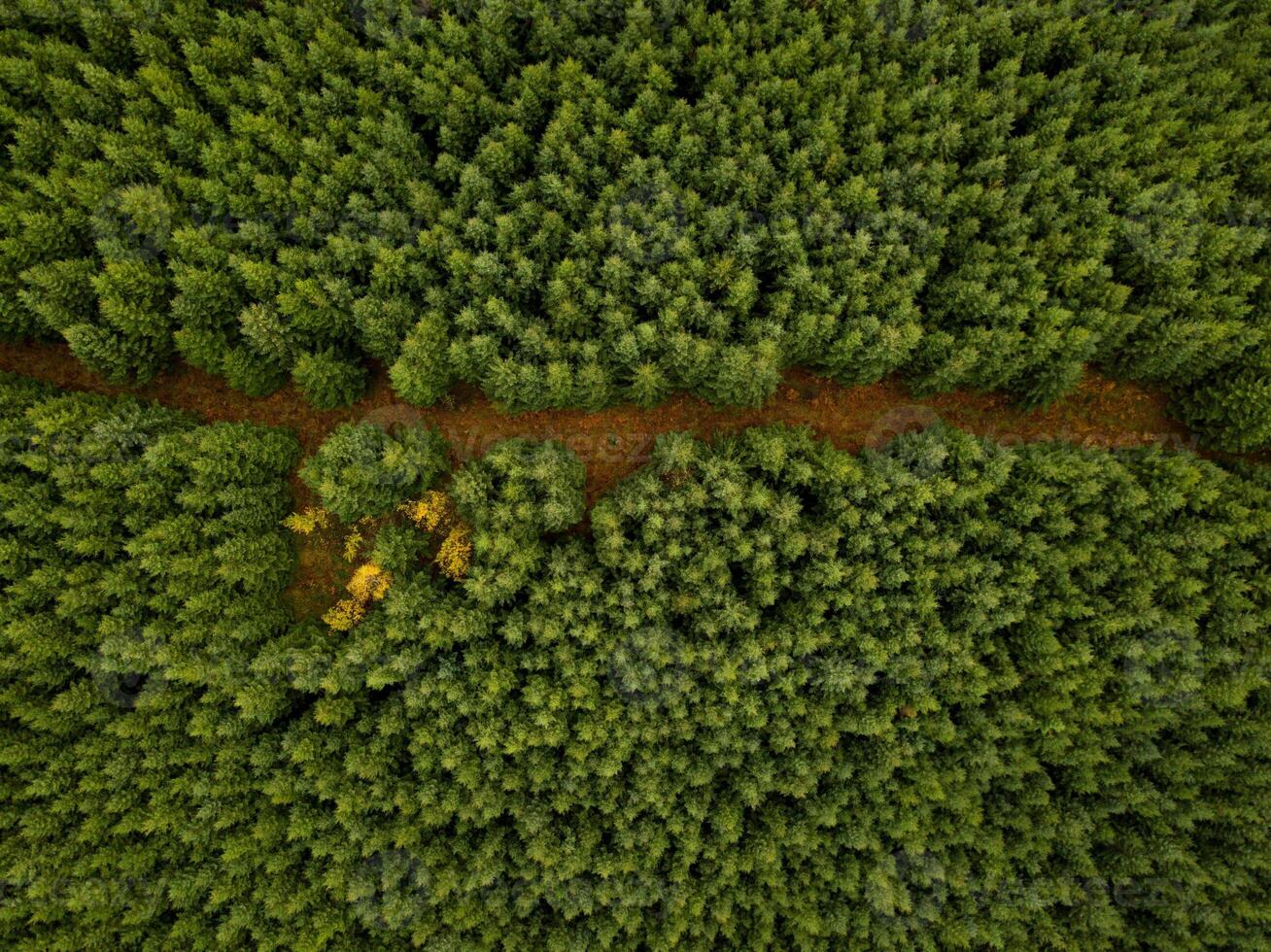 Aerial view of a forest with a path cutting through photo