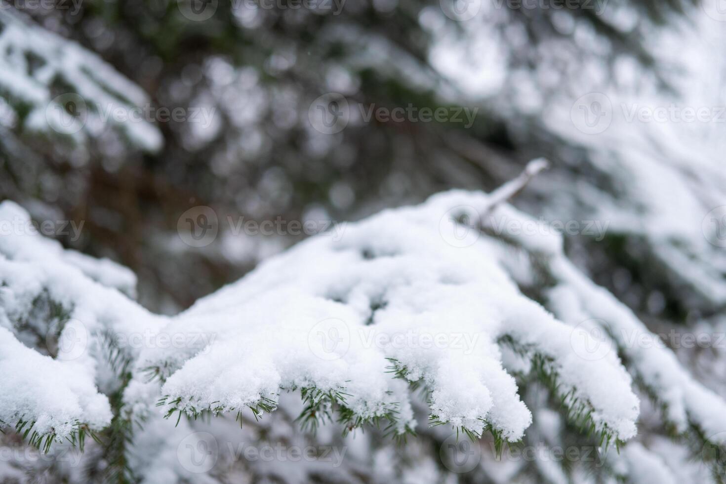 Snow covered pine branches in a winter forest close-up photo