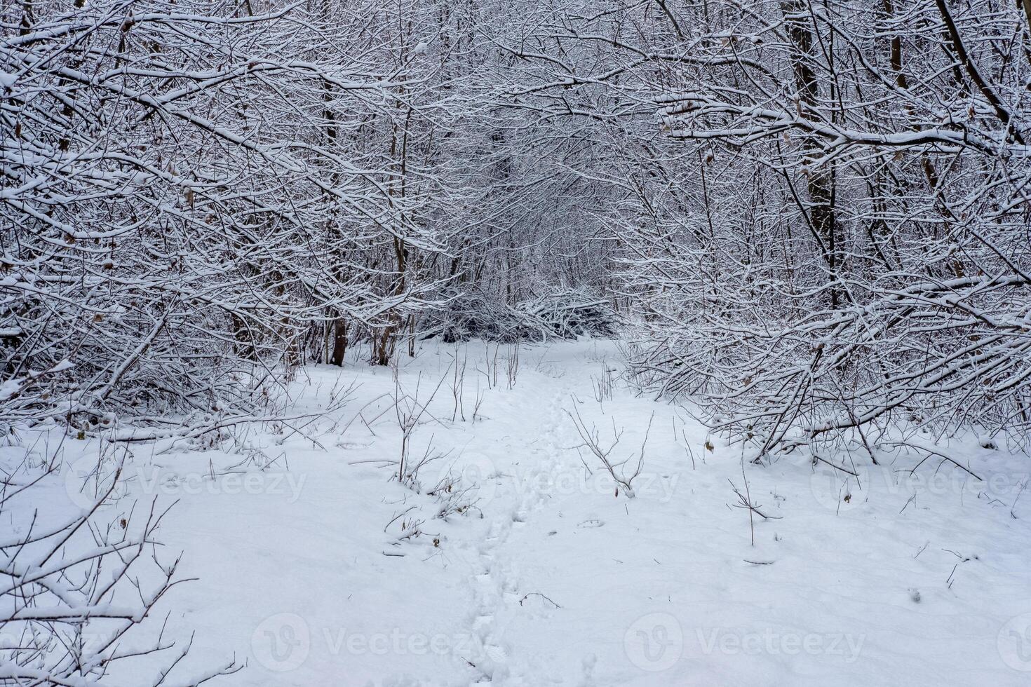 Snow covered path through a winter woods Footprints in the pristine snow photo