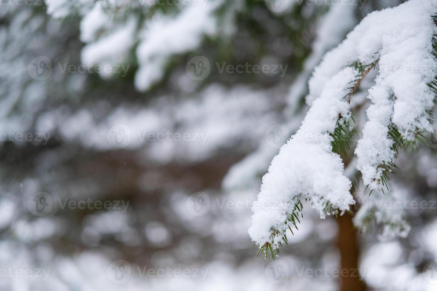 Snow covered pine branch in a winter forest A serene winter scene photo