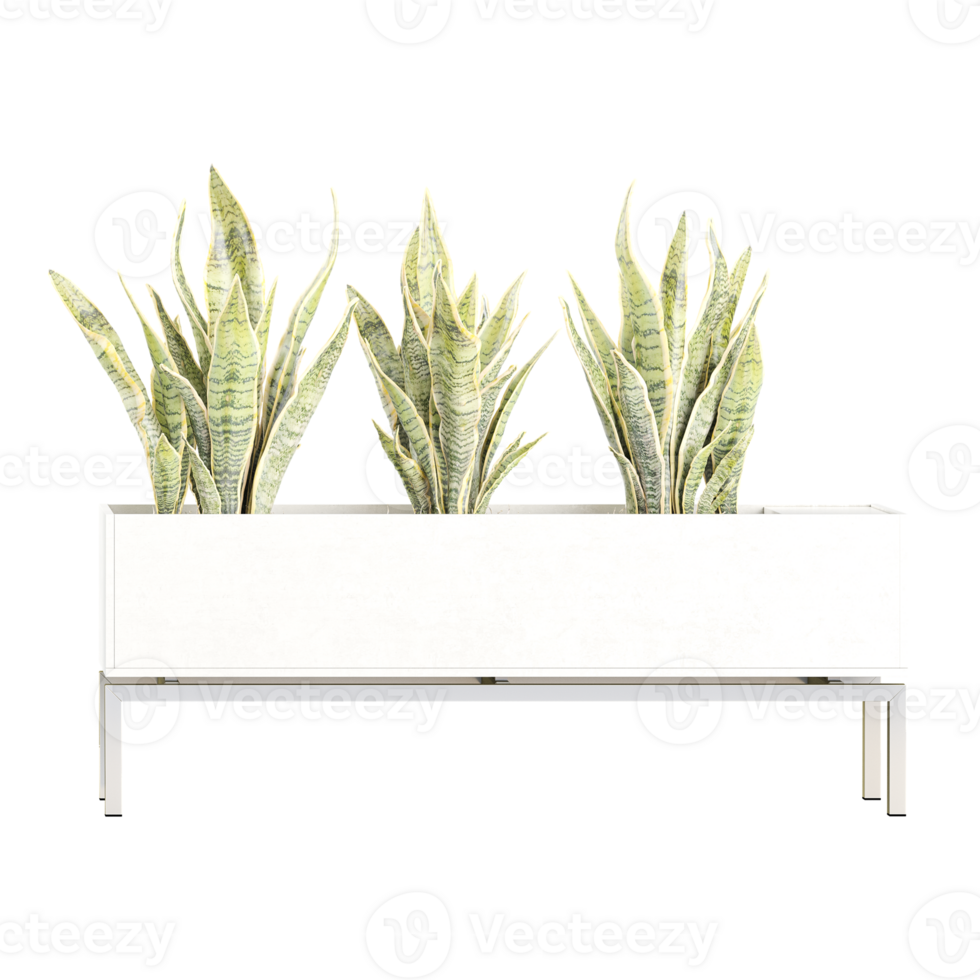 3d illustration of Dracaena trifasciata Plant isolated on transparent canvas png