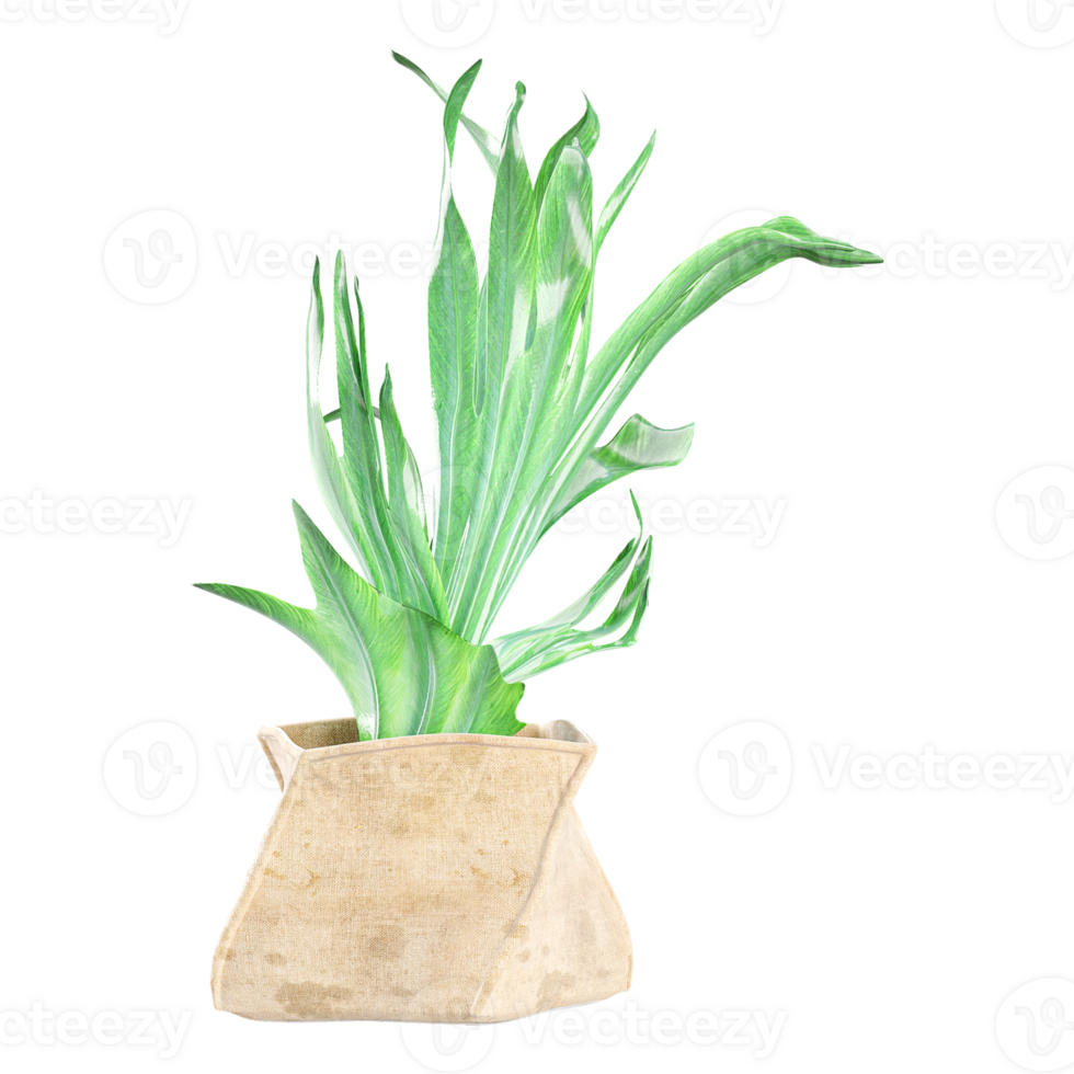 3d illustration of Staghorn Fern isolated on transparent canvas png