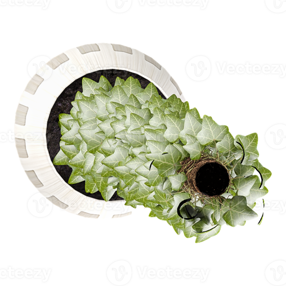 3D rendering of Succulent in a pot isolated on transparent canvas from top view png